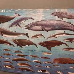 2. Wal 1. Reihe Buckelwal und 2. Reihe 1. Finnwal