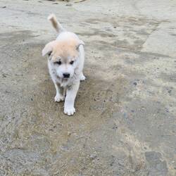 Ähm ähm... süüüüß?🥺