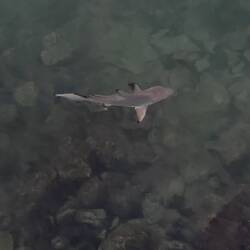 Just swimming about in the bay