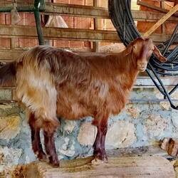 Of course there are goats on the property!