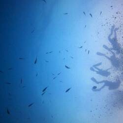 Beautiful to see all the divers above and below you