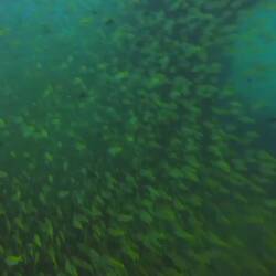 Schools of thousands of fish!! Incredible to swim in