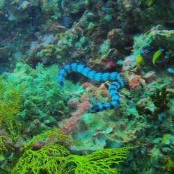 Sea snake!!