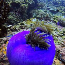 Sea anemone