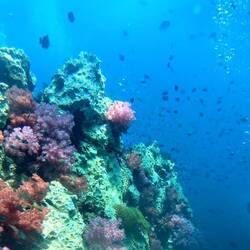 Soft coral was beautiful