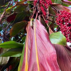 Welcher Baum kann das sein?