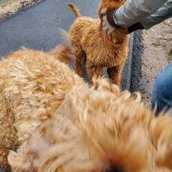 Netherlands welcoming committee