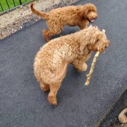 Nothing happier than a dog with a stick.