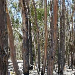 Eukalyptus-Wälder auf der Isla del Sol