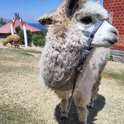 Andere Länder, andere Haustiere🦙