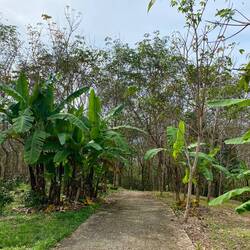 The beginning of the path - seemed like the easy path at the start