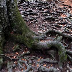 Questo ha più radici dei miei traumi