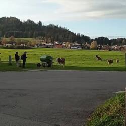 Ember e i suoi amiketti