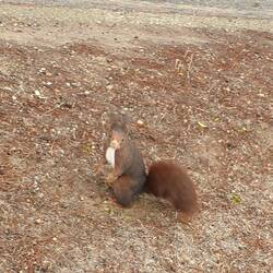 Verdammt neugieriges Eichhörnchen