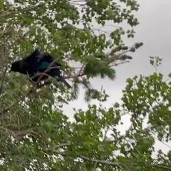 Les incroyables Tui, et leurs chants dignes de R2D2!