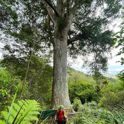Un Kauri de 1'000 ans!