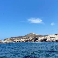 Das schwarze sind Vögel