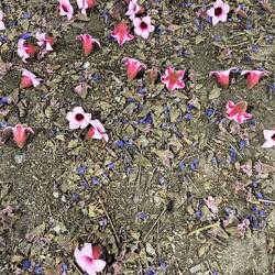 Bei Einbruch der Dunkelheit fallen sämtliche Blüten von diesem Baum.