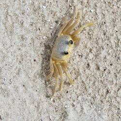 Our little sand crab.