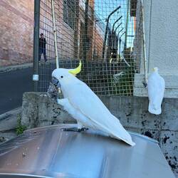 ganz viele Kakadus in Australien