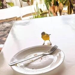 A guest for breakfast