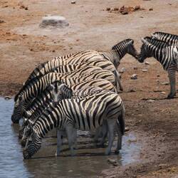 Zebrabalett