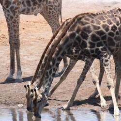 Wieviel Giraffen trinken🤔