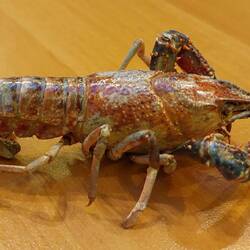 Andrea hat ihn gereinigt und konserviert