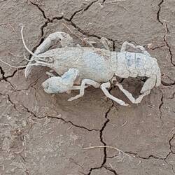 Was so alles in der Wüste findet 🐝