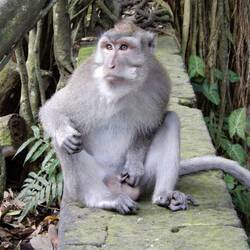 This monkey was plucking stuff from his scrotum and eating it.