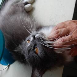 Momi enjoying a chin rub.