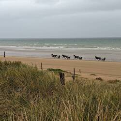 Some random horse and buggy riders on the beach
