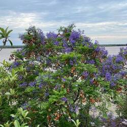 Blühende Jacarinda-Bäume am Paraná-Fluss