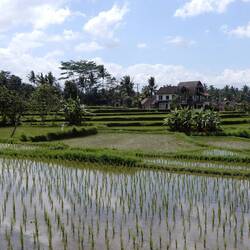 Rice terraces at the top of the ridge.