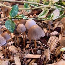 Brittlestems / Inkcaps