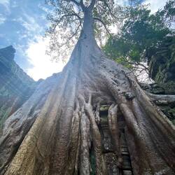 These root formations amazed me