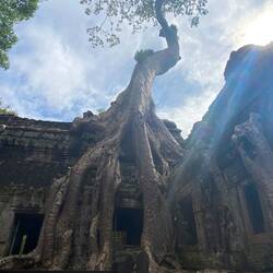 The Tomb raider temple - These trees grew ontop of the temple over time