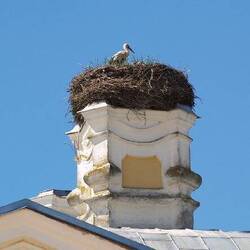 il nido della cicogna