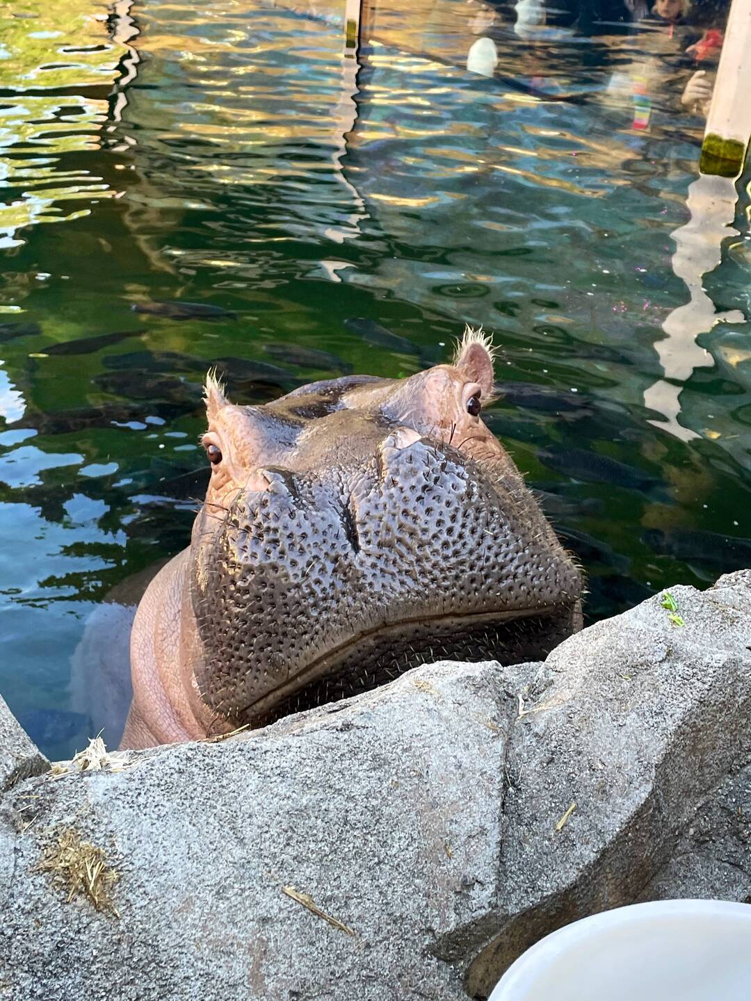 Fiona, how adorable!