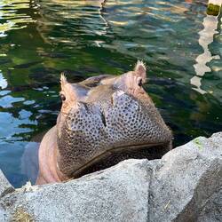 Fiona, how adorable!