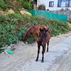 Da steht ein Pferd auf dem Flur