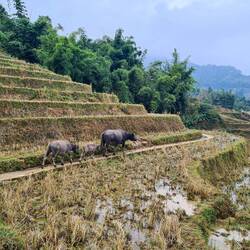 Die Büffelheerde ging uns voraus. Überholen wollten wir lieber nicht 🙈