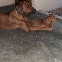 Rio und Erwin, die Lodge-Hunde