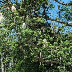 Die Wolle der Kapok-Bäume wird auch zur Baumwollherstellung genutzt, ist aber keine echte Baumwolle