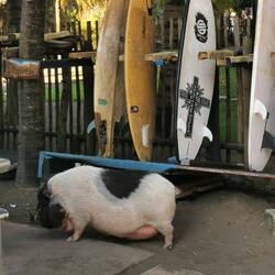 Hausschwein namens Potato