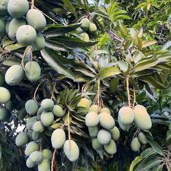 Mango-Baum mit Früchten an der Uferpromenade