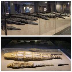 The Crocodile Museum