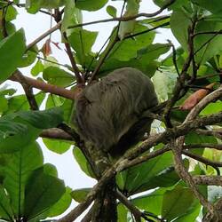 Faultier beim Faulenzen