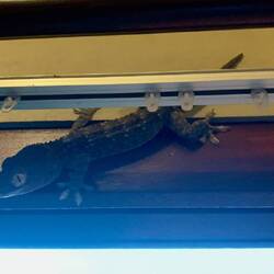 That's Erwin. My Airbnb pet.