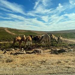 Camels!